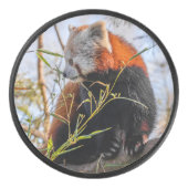 Roter Panda Eishockey Puck (Vorderseite)