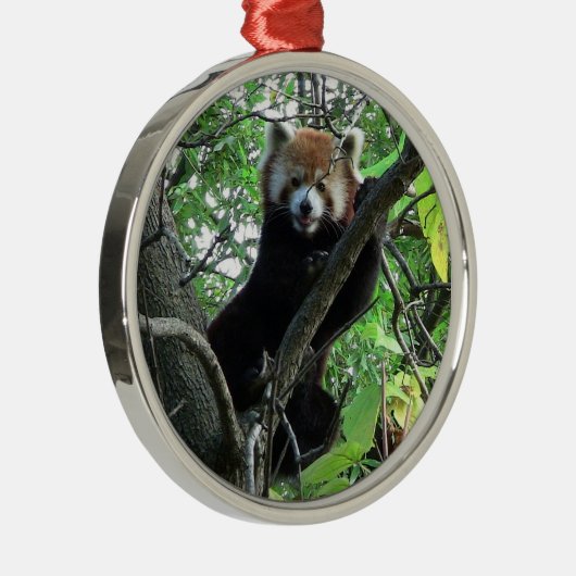 Roter Panda-erstklassige runde Verzierung Silbernes Ornament (Rechts)