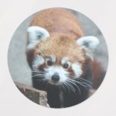 Roter Panda Etiketten (Design 2)