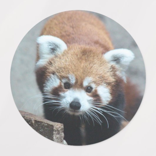 Roter Panda Etiketten (Design 2)