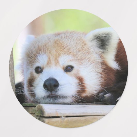 Roter Panda Etiketten (Design 1)