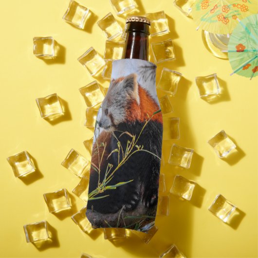 Roter Panda Flaschenkühler (In Situ Sommer)