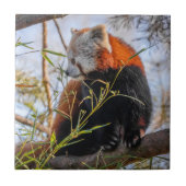 Roter Panda Fliese (Vorderseite)