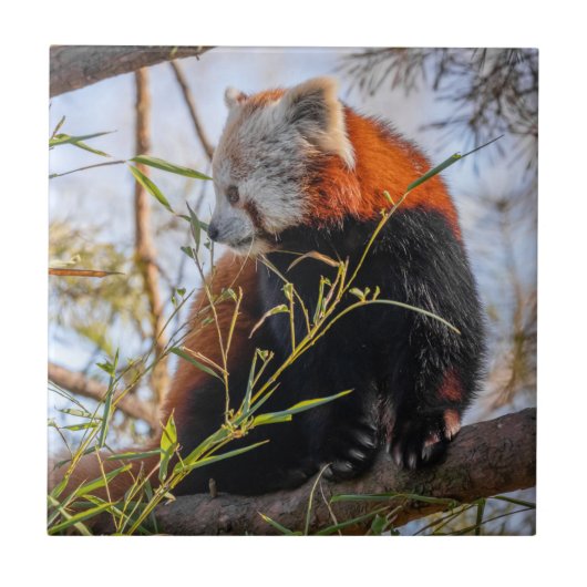 Roter Panda Fliese (Vorderseite)