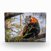 Roter Panda Fotoblock (Vorderseite)