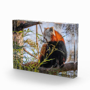 Roter Panda Fotoblock