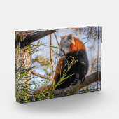 Roter Panda Fotoblock (Links)
