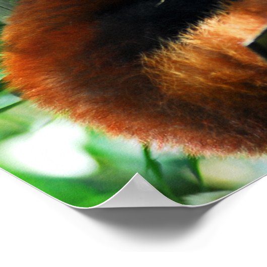 Roter Panda fressend Blätter Poster (Ecke)