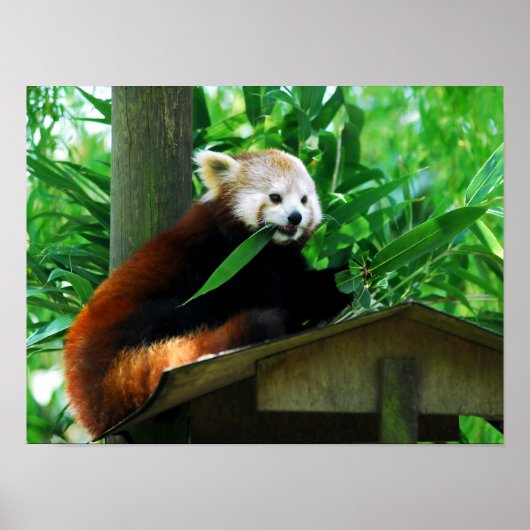 Roter Panda fressend Blätter Poster (Vorne)