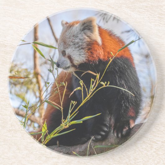 Roter Panda Getränkeuntersetzer (Vorne)