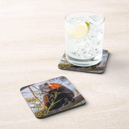 Roter Panda Getränkeuntersetzer (Rechte Seite)