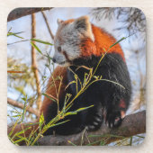 Roter Panda Getränkeuntersetzer (Vorderseite)