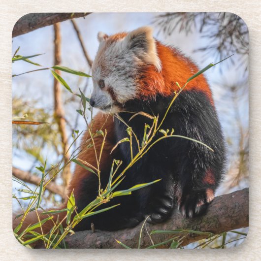 Roter Panda Getränkeuntersetzer (Vorderseite)
