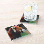 Roter Panda Glasuntersetzer (Schrägansicht)