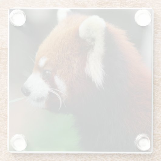 Roter Panda Glasuntersetzer (Rückseite)