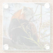 Roter Panda Glasuntersetzer (Rückseite)
