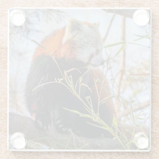 Roter Panda Glasuntersetzer (Rückseite)