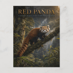 Roter Panda Himalaja-Wald TIERE Postkarte