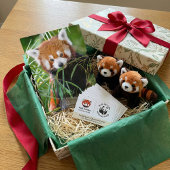 Roter Panda im Bambusglück – Wildleben Postkarte