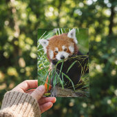 Roter Panda im Bambusglück – Wildleben Postkarte