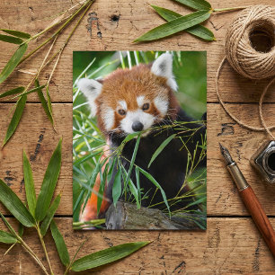 Roter Panda im Bambusglück – Wildleben Postkarte