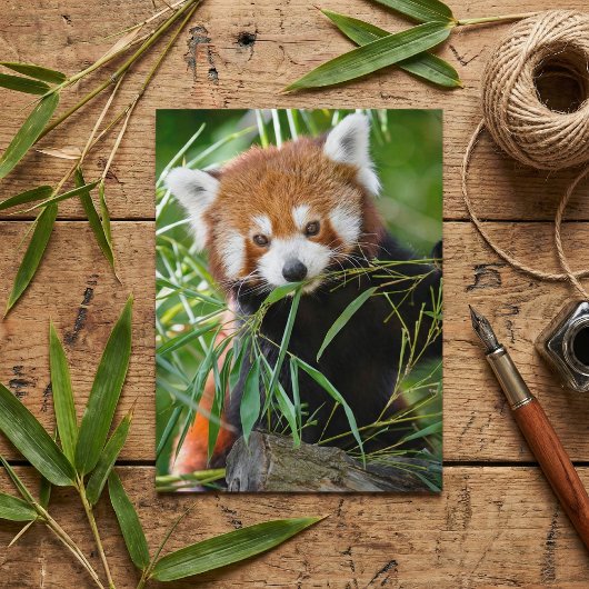 Roter Panda im Bambusglück – Wildleben Postkarte