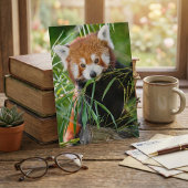 Roter Panda im Bambusglück – Wildleben Postkarte