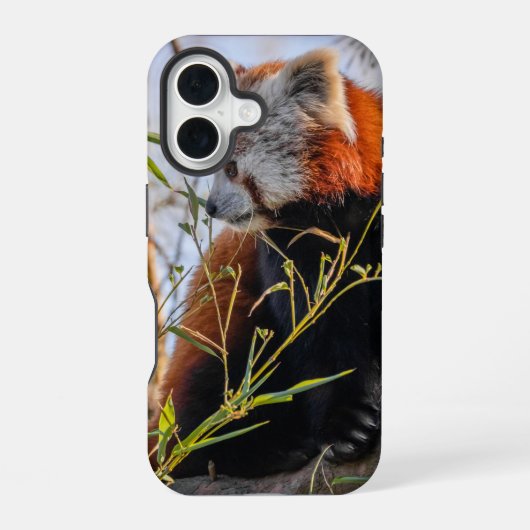 Roter Panda iPhone 16 Hülle (Rückseite)