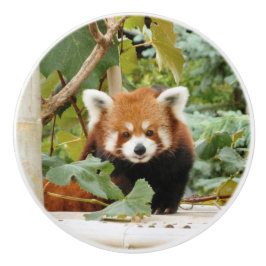 Roter Panda Keramikknauf
