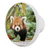Roter Panda Keramikknauf (Rechts)