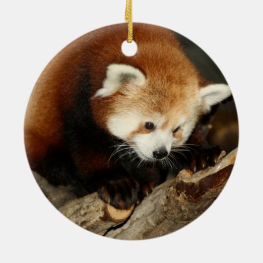 Roter Panda Keramikornament (Hinten)