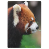 Roter Panda Klemmbrett (Rückseite)
