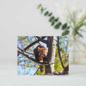 Roter Panda klettert auf Baum Postkarte (Stehend Vorderseite)