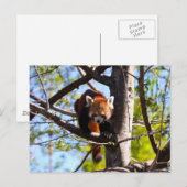 Roter Panda klettert auf Baum Postkarte (Vorne/Hinten)