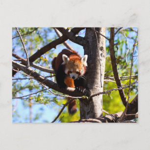 Roter Panda klettert auf Baum Postkarte