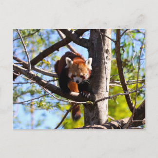 Roter Panda klettert auf Baum Postkarte