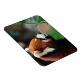 Roter Panda Magnet (Rechte Seite)