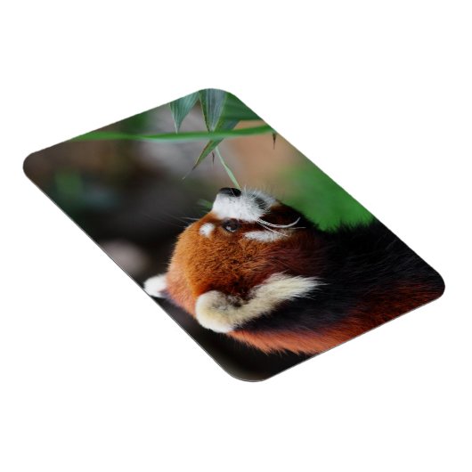 Roter Panda Magnet (Rechte Seite)