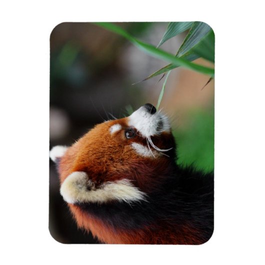 Roter Panda Magnet (Vertikal)