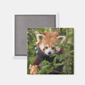 Roter Panda Magnet (Vorderseite/Rückseite)