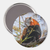 Roter Panda Magnet (Vorderseite/Rückseite)