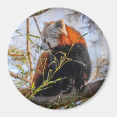 Roter Panda Magnet (Vorne)