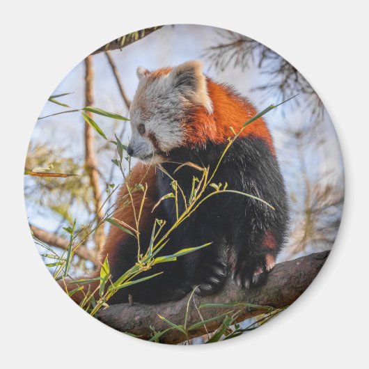 Roter Panda Magnet (Vorne)