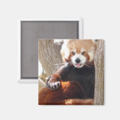 Roter Panda Magnet (Vorderseite/Rückseite)