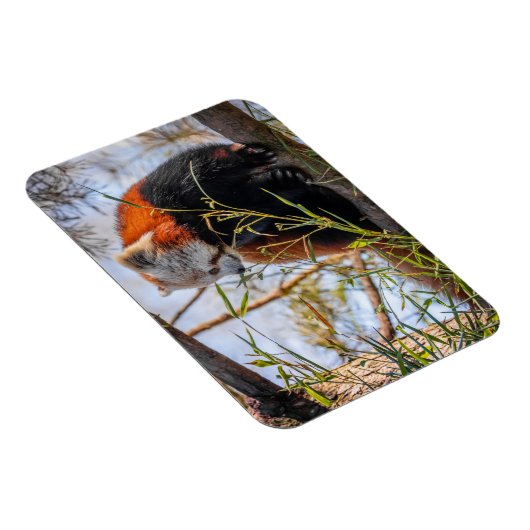 Roter Panda Magnet (Rechte Seite)