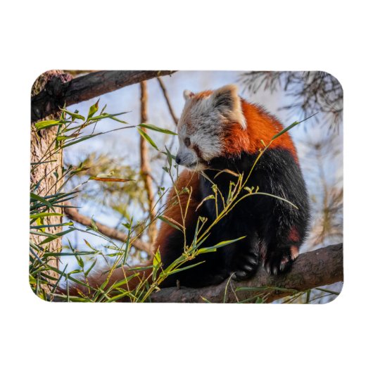 Roter Panda Magnet (Horizontal)