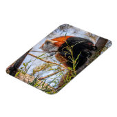 Roter Panda Magnet (Linke Seite)