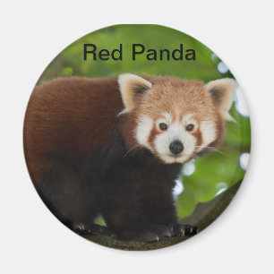 Roter Panda-Magnet Magnet