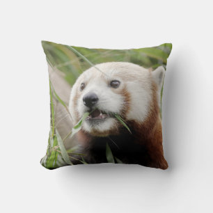 Roter Panda mit Kissen aus Foto.