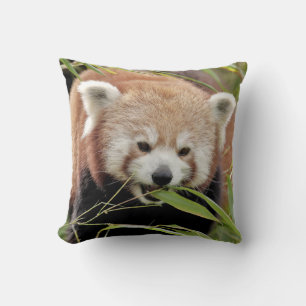 Roter Panda mit Kissen aus Foto.